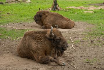 The European wood bison in natural enviroment. 