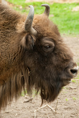 Close up of the European bison (Bison bonasus).