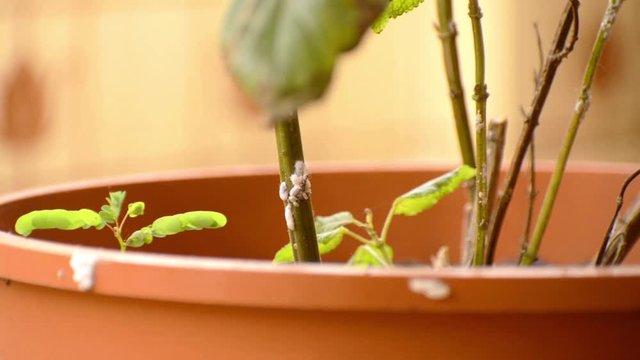Large group of scale insects on an ornamental sage stem, and all over the flower pot as well, with ants marching up and down the trunk. Indoor garden with warm lighting
