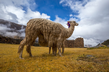 Ruins of the village of Pumamarka (Puma Marka) and llamas. Peru.