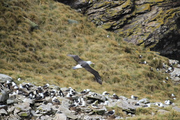 Fliegender Albatross auf Falklandinseln West Point
