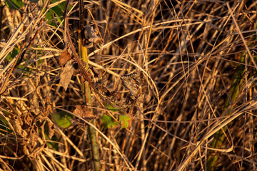 Butterfly in nature habitat. Monarch butterfly on nature. Butterfly photographed with green leaves background. Sunlight in summer in the spring close-up of a macro butterfly.