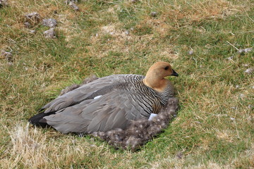 Ente Falklandinseln - Sitzend im Nest auf Eiern - Federnest