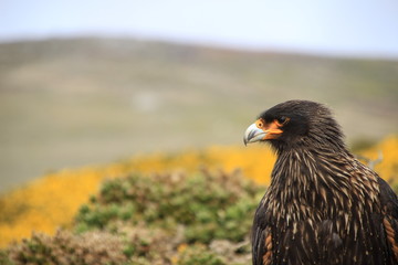 Falkland Karakara im Profil - West Point Island