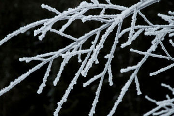 Frost und Eiskristalle Schneekristall im Wald auf den Bäumen und Zweige im Winter. Gefrorener Baum und Raureif in der Kälte. Wanderung