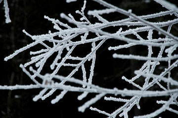 Frost und Eiskristalle Schneekristall im Wald auf den Bäumen und Zweige im Winter. Gefrorener Baum und Raureif in der Kälte