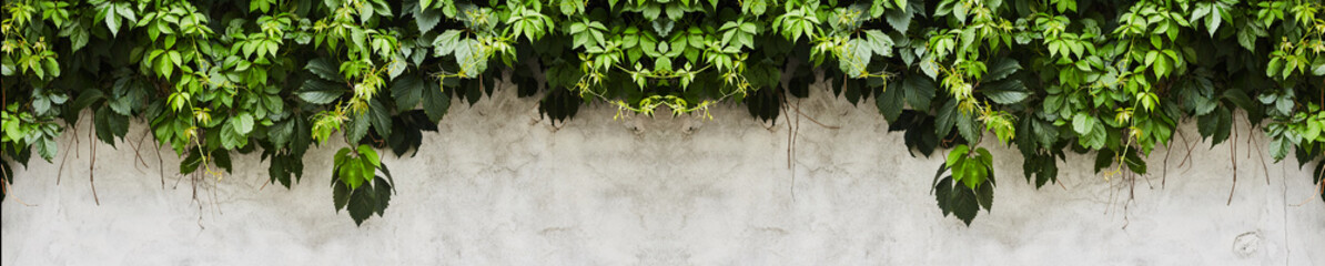 The Green Creeper Plant on a wall. Background - obrazy, fototapety, plakaty