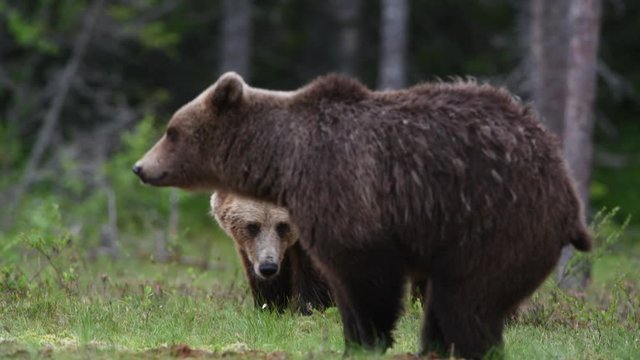 Brown Bear Pooping in the foreground.  Brown breaks into the frame and poops in the foreground.