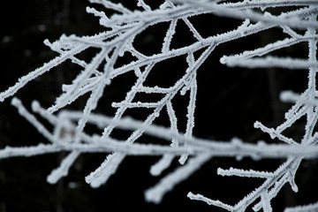 Frost und Eiskristalle Schneekristall im Wald auf den Bäumen und Zweige im Winter. Gefrorener Baum...