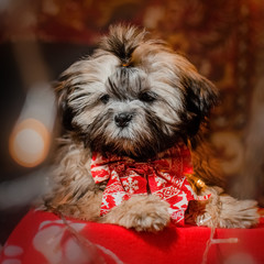 cute puppy shih tzu dog new year photo shoot magical light home comfort