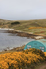 Türkise Wellblechhütte auf Falklandinseln in gelben Blütenmeer
