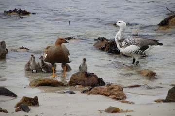 Gänsefamilie auf den Falklandinseln am Meer