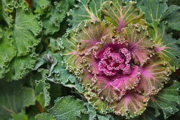 colorful blooming ornamental cabbage flower (cauliflower) with frost