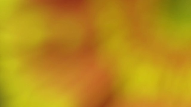Macro gerbera yellow orange blooming flower background, extreme.