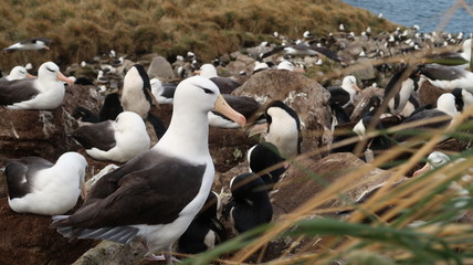 Black Browed Albatross Falkland Island West Point