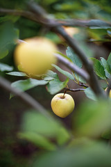 Pomme dans un pommier