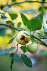 Fruit abîmé par un insecte dans un pommier