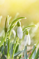 Spring snowdrops flower. Early spring close-up flowers with bright sunlight