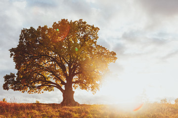 oak tree with yellow foliage at sunny autumn day - obrazy, fototapety, plakaty