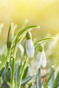 Fototapeta Spring snowdrops flower. Early spring close-up flowers with bright sunlight