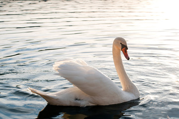 white swans on an autumn lake on a sunny day