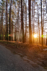Sunrise in the pine tree forest. Early Winter