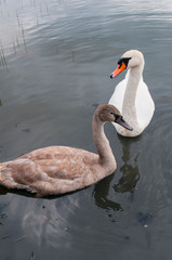 white swans on an autumn lake on a sunny day