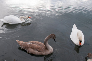 Fototapeta na wymiar white swans on an autumn lake on a sunny day