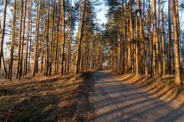 Sunny road in pine tree forest