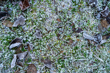 Ice on a grass and old leafs. Early cold morning