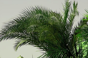 Fototapeta na wymiar palm branches bent by the wind.