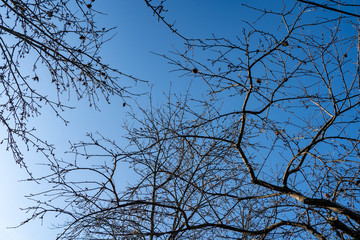 Tree branches against the blue sky