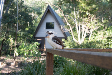 Laughing kookaburra bird sitting on the cottage in tropical rainforest