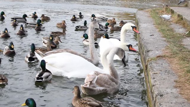 A family of swans with adult Chicks feed on a frozen lake at the pier. Wintering of migratory birds in the city pond.