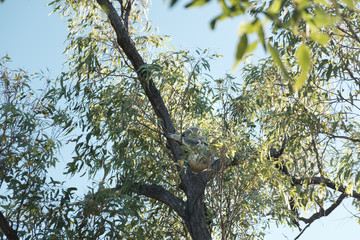 Koala bear holding a branch high in the tree, sleeping in Magnetic island, Australia