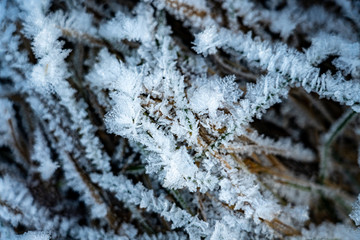 Frost ice crystals texture on a branch. Cold Season