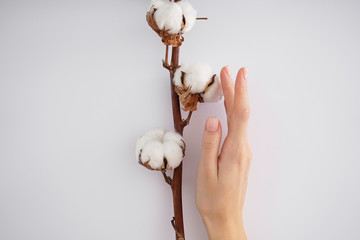 Hand of a young woman with a cotton branch on a white background. Female manicure. Cotton flower.