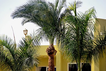 Palm tree. Many palm trees grow near the house. © Strelser