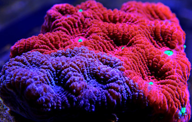 Ultra red Favia brain LPS coral in macro photography 