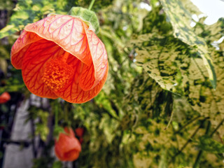 Abutilon (Abutilon pictum) Thompsonii flower and leaves