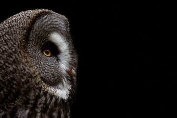 Close-up side view of a Great grey owl (Strix nebulosa) looking away and isolated on black background with copy space.