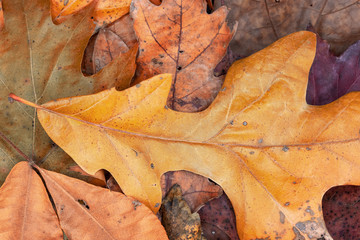 autumn leaves background