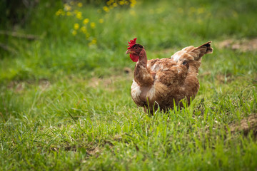 Brown hen standing in grass . chicken,pets,poultry,farm and restaurant concepts