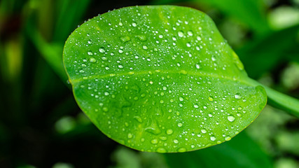 Green leaf with water drops after the rain