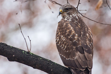 portrait of a common buzzard