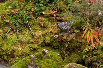hazel grouse