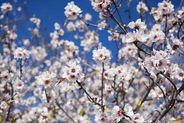 Flowering almond branches in the garden, background, blur.