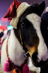 Christmas atmosphere, a horse in a red Santa hat is looking at you. New Year celebration.
