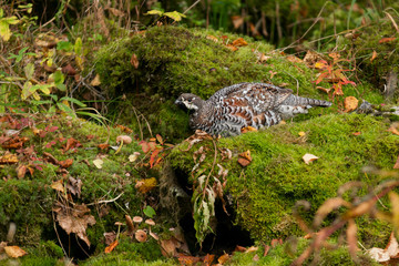 hazel grouse