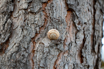 Snail shell on a tree, Snail shell on a wood pattern, Closeup view of a snail on the tree, Snail on the wooden background